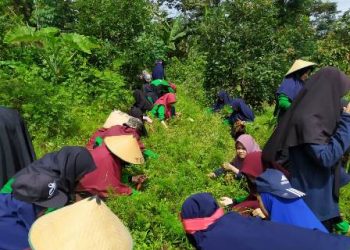 Implementasikan Ilmu di Bangku Madrasah, Siswa MA Nurul Huda Plosorejo Praktik di Kebun Buah dan Sayur