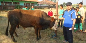 Semarak Idul Adha, MTsN 7 Sragen Adakan Penyembelihan Hewan Qurban