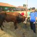 Semarak Idul Adha, MTsN 7 Sragen Adakan Penyembelihan Hewan Qurban