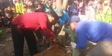 Rangkaian Idul Adha dan Penyebelihan Qurban dilaksanakan MTsN 2 Sragen pada Rangkaian Persami Madrasah