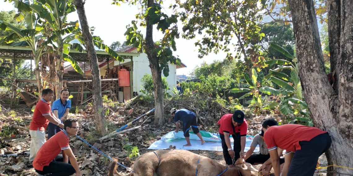 MTsN 2 Sragen Rayakan Idul Adha dengan Berkemah Seraya Berkurban