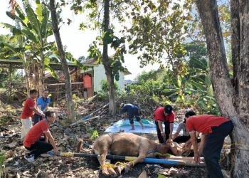 MTsN 2 Sragen Rayakan Idul Adha dengan Berkemah Seraya Berkurban